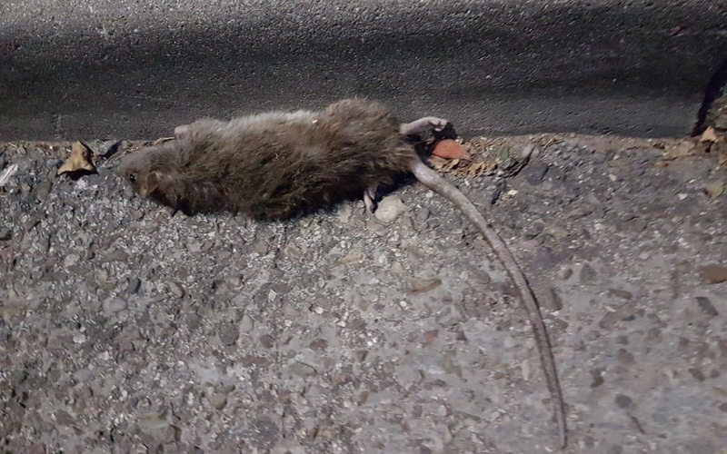 Rata muerta en los aledaños del Ceipso del barrio de La Luna (Fuente: Grupo Municipal Partido Popular).