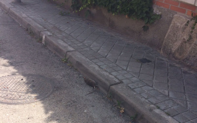 Rata muerta en los aledaños del Ceipso del barrio de La Luna (Fuente: Grupo Municipal Partido Popular).