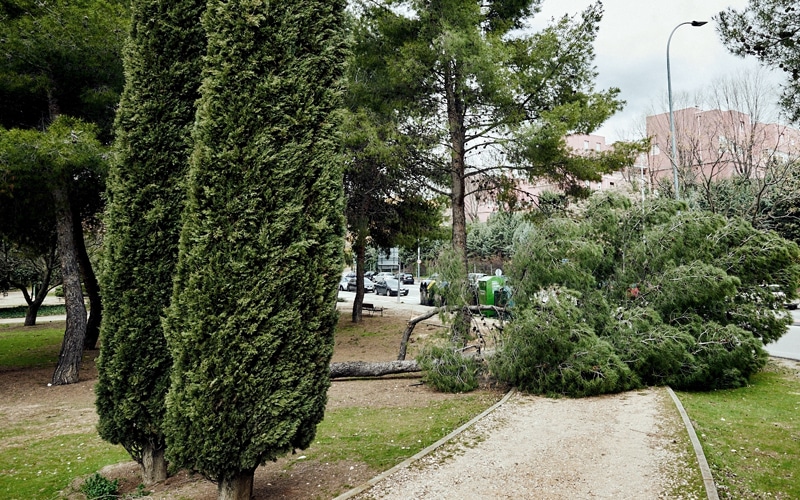 Árbol caído por el viento en Rivas