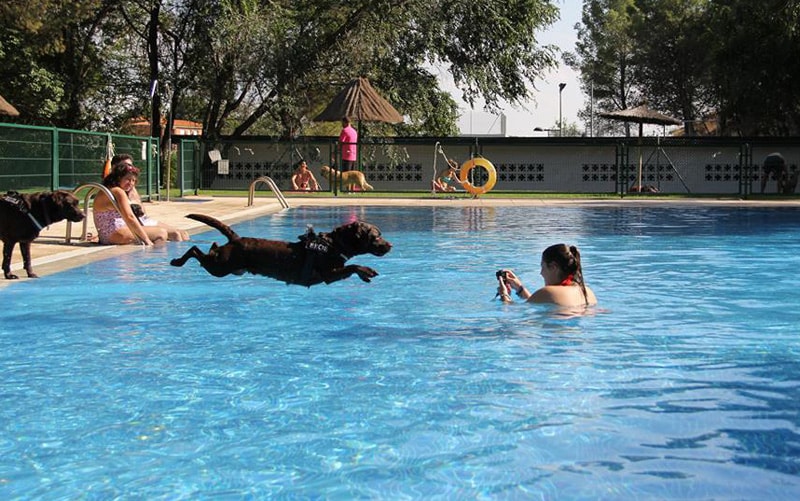 Chapuzón perruno en Morata de Tajuña