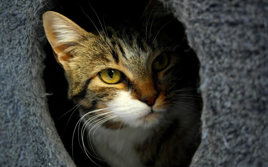 Casi ocho de cada diez gatos callejeros de Rivas están esterilizados