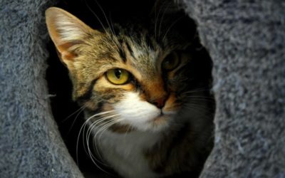 Casi ocho de cada diez gatos callejeros de Rivas están esterilizados