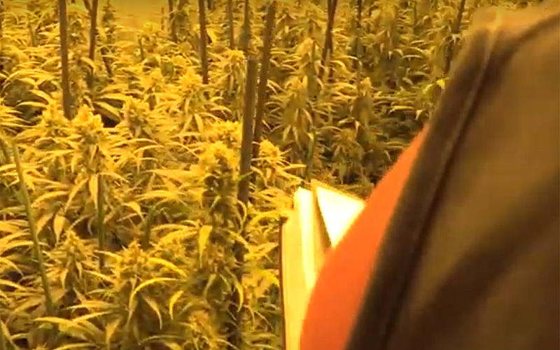 Desarticulado un conocido clan dedicado al cultivo ‘indoor’ de marihuana en la Cañada