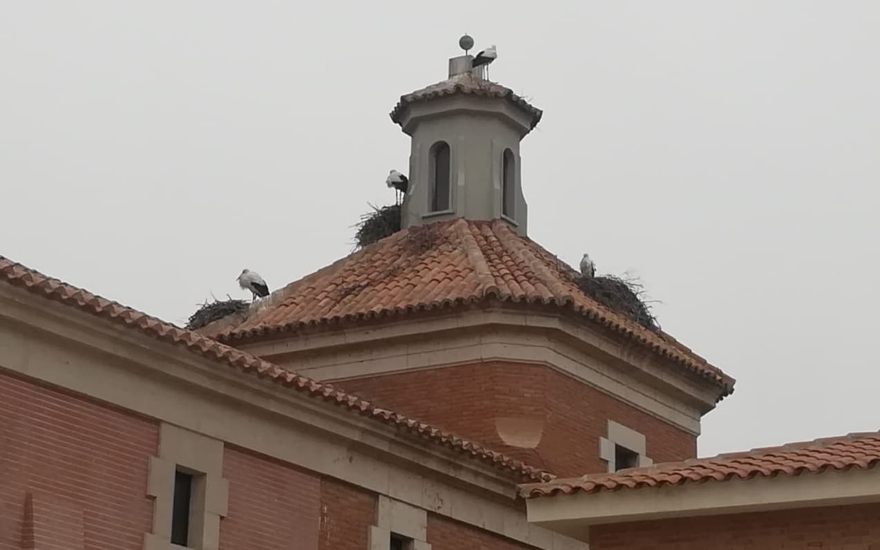 Cigüeñas en la iglesia de San Marcos, en el Casco Urbano de Rivas Vaciamadrid