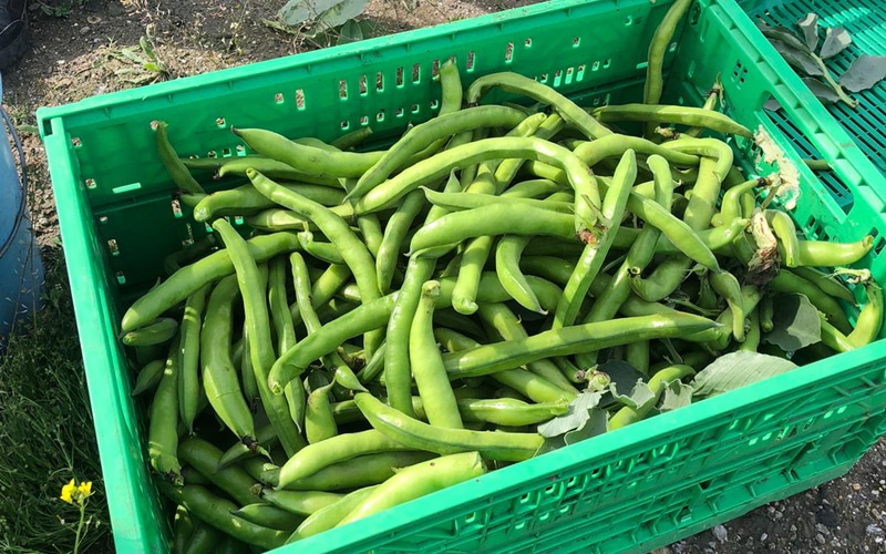 Habas recogidas en los huertos urbanos de Rivas
