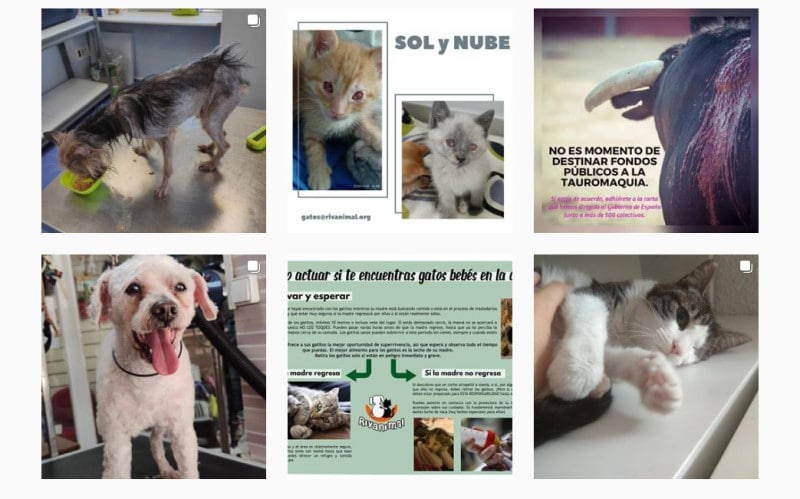 Rivanimal retoma las adopciones de mascotas: visitas a Los Cantiles, con cita previa