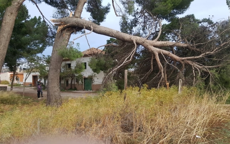 El viento derriba 9 árboles y causa numerosos daños materiales en Rivas