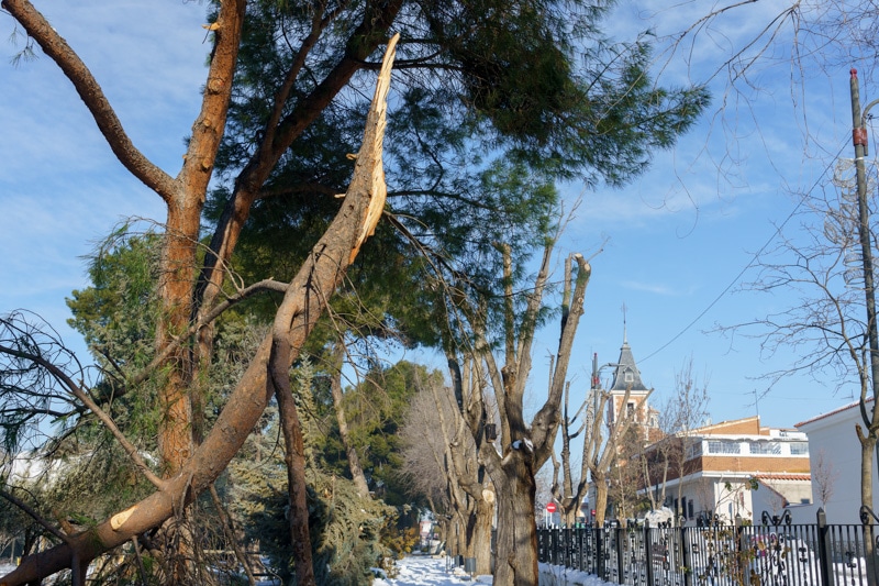 Árboles derribados por el temporal de nieve 'Filomena' en Rivas Vaciamadrid