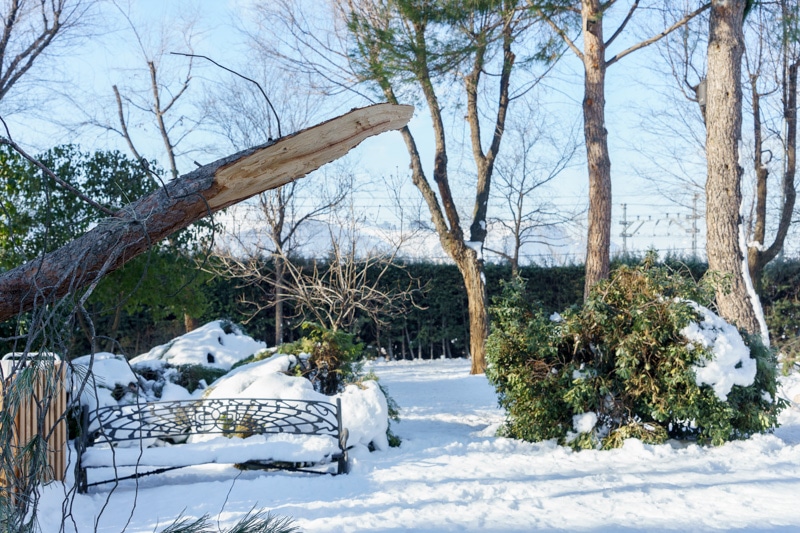 Árboles derribados por el temporal de nieve 'Filomena' en Rivas Vaciamadrid