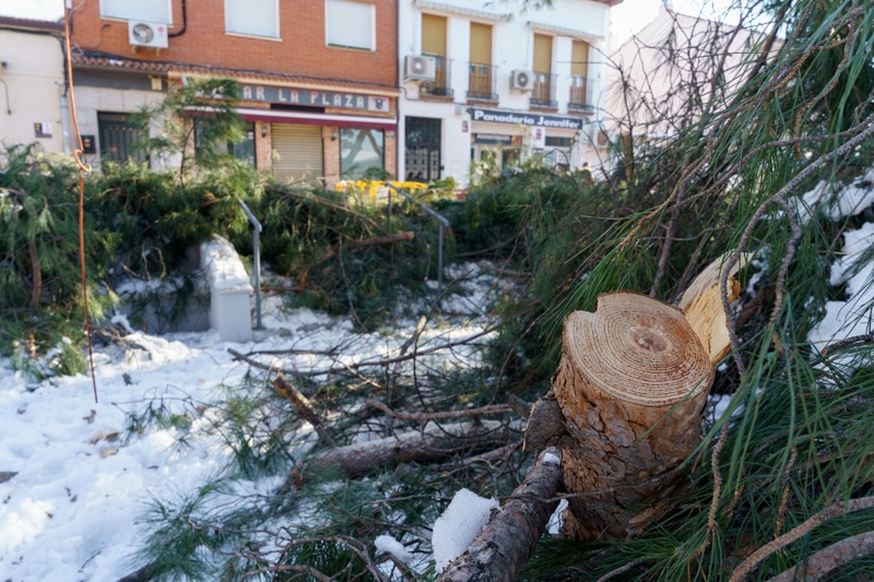 Un árbol derribado por la nevada 'Filomena' en la plaza de la Libertad, en Rivas Vaciamadrid pueblo