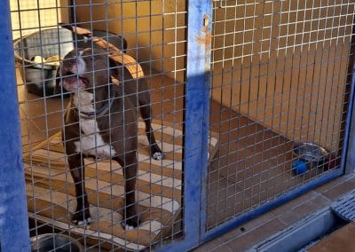 Un perro en el Centro de Recogida de Animales de Los Cantiles, en Rivas Vaciamadrid