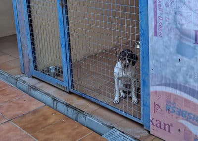 Un perro en el Centro de Recogida de Animales de Los Cantiles, en Rivas Vaciamadrid