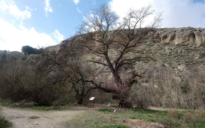 Chopo de Don Sergio, árbol singular en Rivas Vaciamadrid