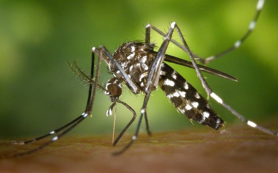 Rivas invertirá más de 20.000 euros para frenar al mosquito tigre