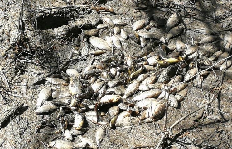 Peces muertos junto al río Jarama