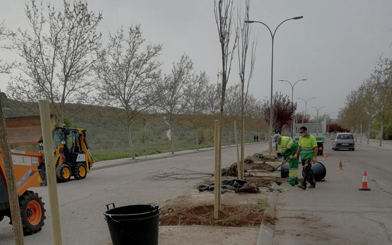 Los ‘restauradores’ de árboles: recuperando el patrimonio verde de Rivas tras ‘Filomena’