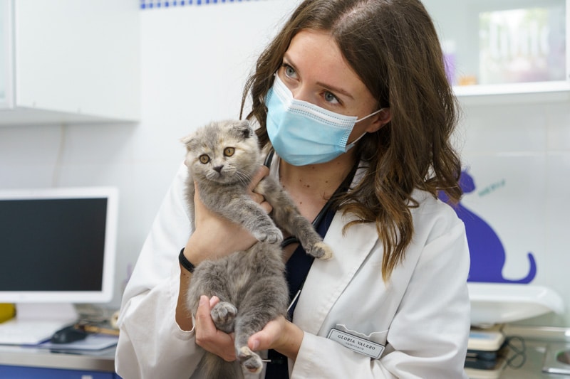 gato clinica veterinaria