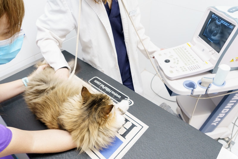 Ecografía a un paciente felino en La Clinica Veterinaria de Rivas