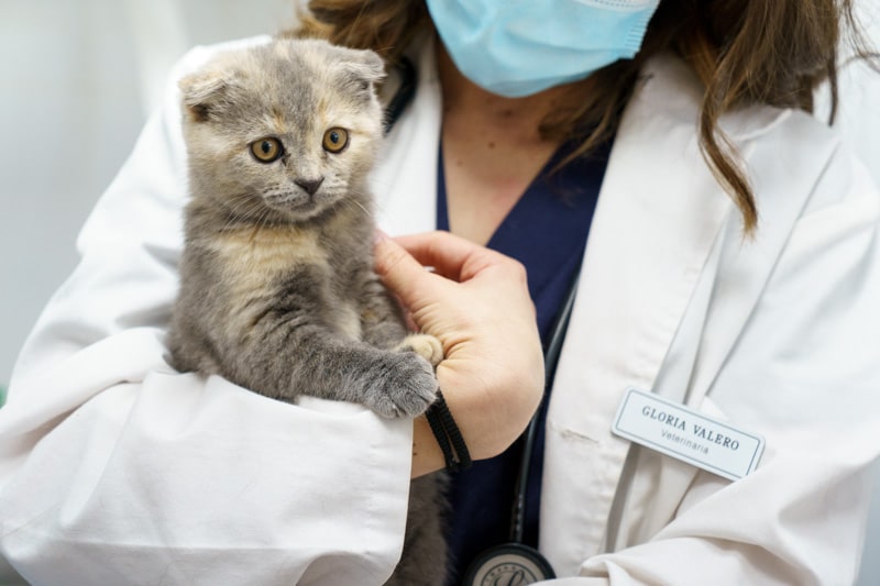 gato clinica veterinaria