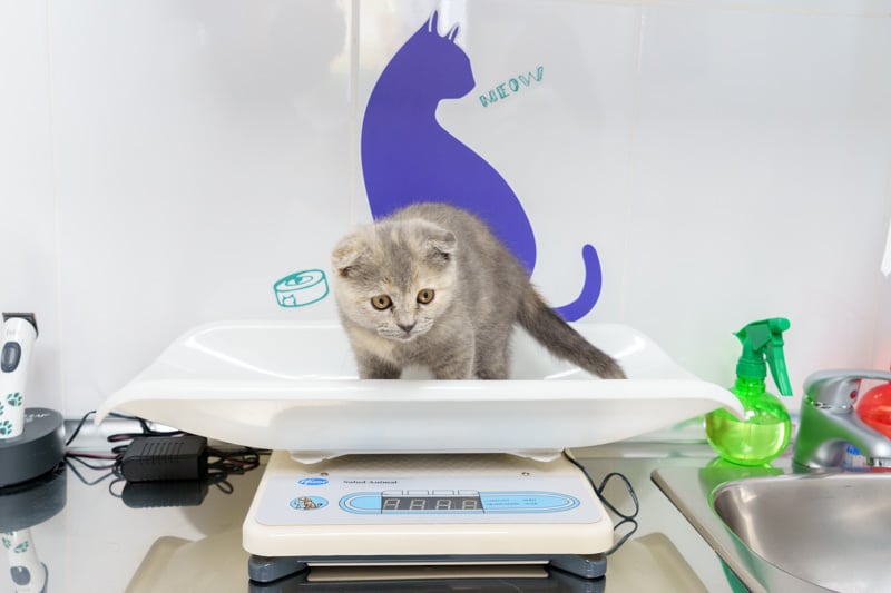 Un gato en La Clinica Veterinaria de Rivas