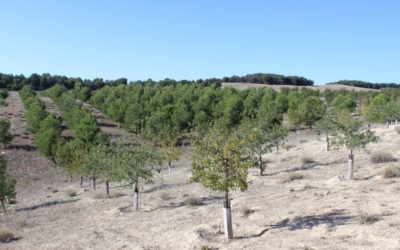 El bosque Scania de Rivas crecerá con la plantación de más de 4.500 árboles en 2024
