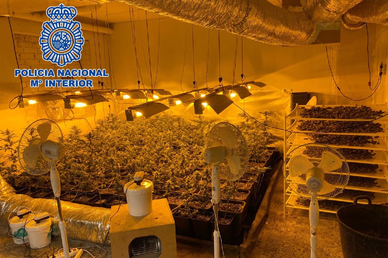 Plantación de marihuana desarticulada en Rivas por la Policía Nacional (foto: Policía Nacional)