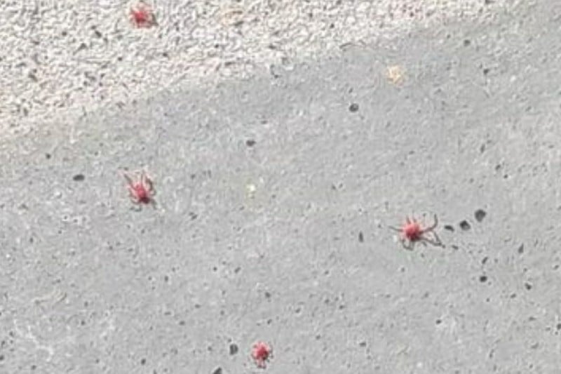 Denuncian una plaga de ‘arañas rojas’ en el barrio de La Luna de Rivas