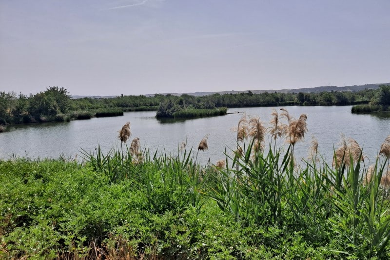 Laguna de El Porcal
