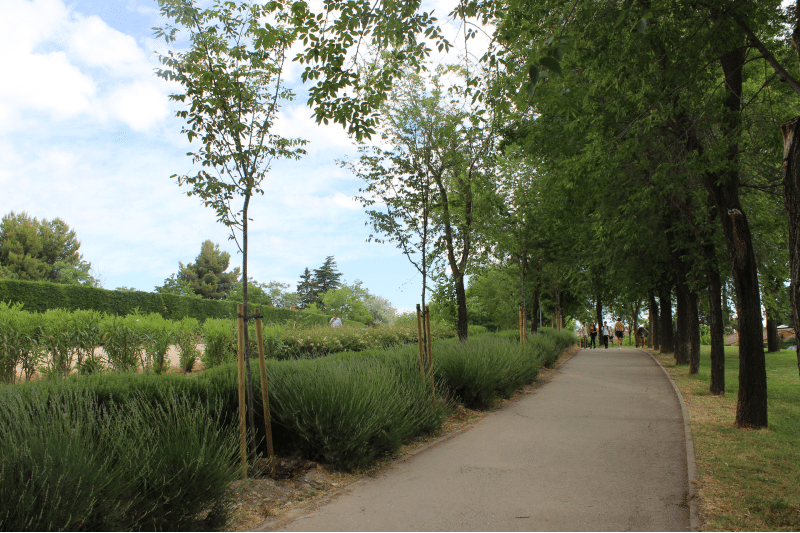 Repoblación de árboles en la avenida de Los Almendros de Rivas