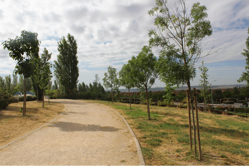 Intervención reciente en el arbolado urbano en el parque Bellavista