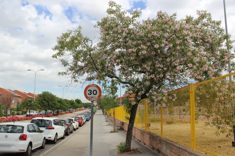Arbolado urbano en el entorno del IES Profesor Julio Pérez