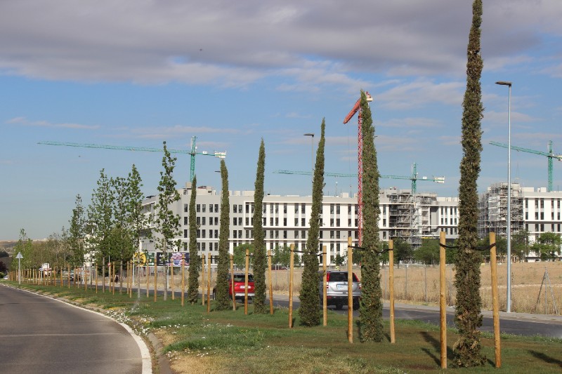 Vista de uno de los tramos de la alineación de arbolado de la avenida Aurelio Álvarez (foto: Diario de Rivas)