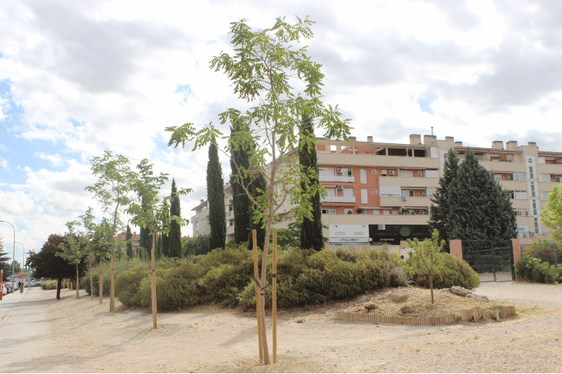 Árboles jóvenes plantados en el parque de la calle José Saramago de Rivas