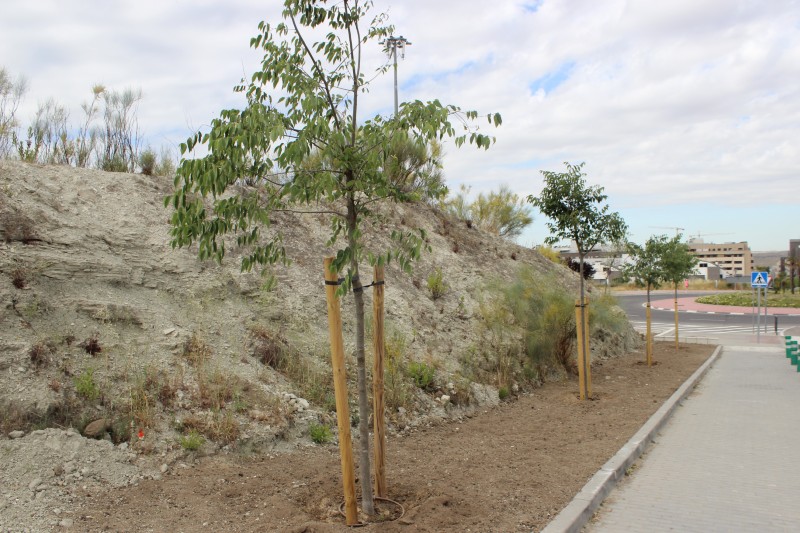 Plantación de árboles en un terrizo municipal junto al recinto ferial