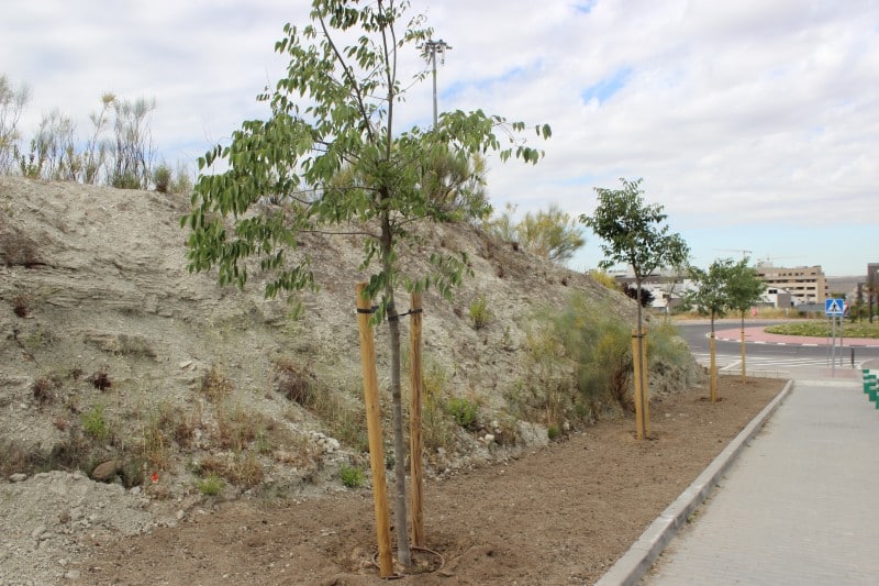 Plantación de árboles en un terrizo municipal junto al recinto ferial
