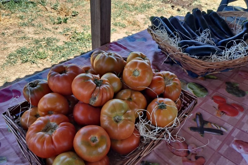 Tomates y calabacines del Soto del Grillo, en Rivas Vaciamadrid