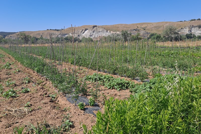 Tomateras en el Parque Agroecológico Soto del Grillo