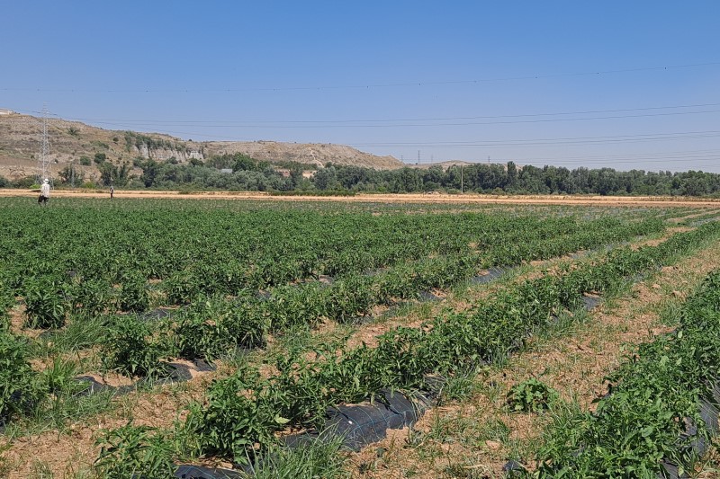 Un informe destaca las políticas alimentarias de Rivas como herramienta de acción climática