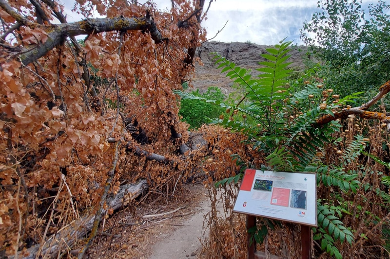 El chopo de Don Sergio, el árbol más longevo de Rivas, sufre daños y pierde parte de su singularidad