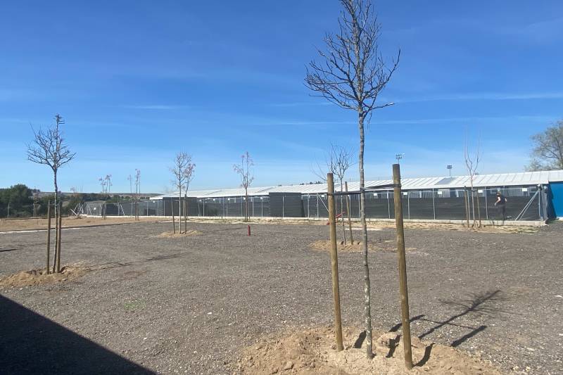 Árboles recién plantados en la plaza central del CIPAR