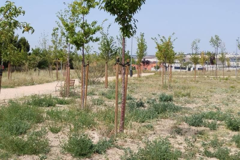 Árboles recién plantados en la parcela de Víctimas del Terrorismo esquina paseo de las Provincias 