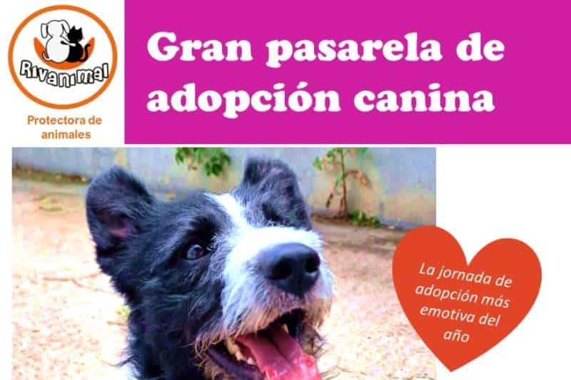 [CANCELADO] Gran pasarela de adopción canina de Rivanimal