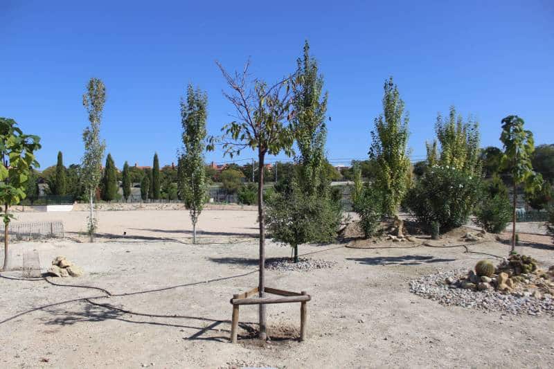 Cerezo kayoko, en la última fase del jardín de Soka Gakkai en Rivas