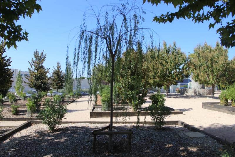 Sauce llorón plantado en el jardín de Soka Gakkai