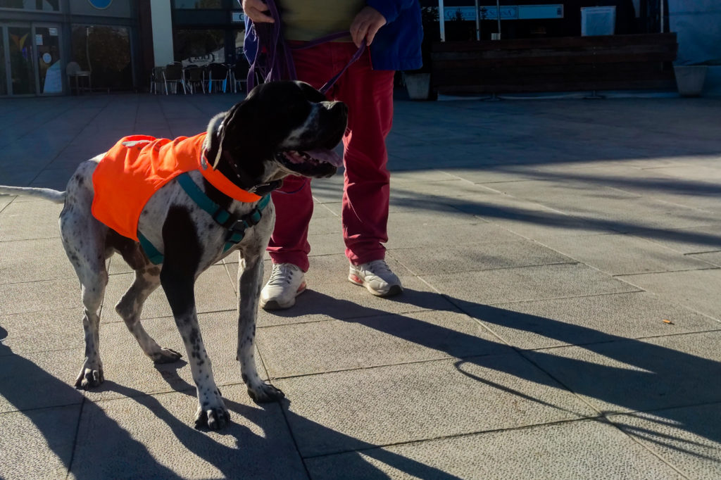 Richi es un perro de 3 años que busca una nueva familia