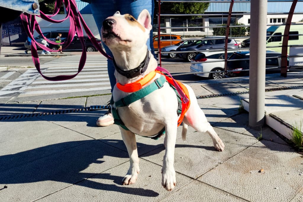 Yoshi es un bulterrier de seis años