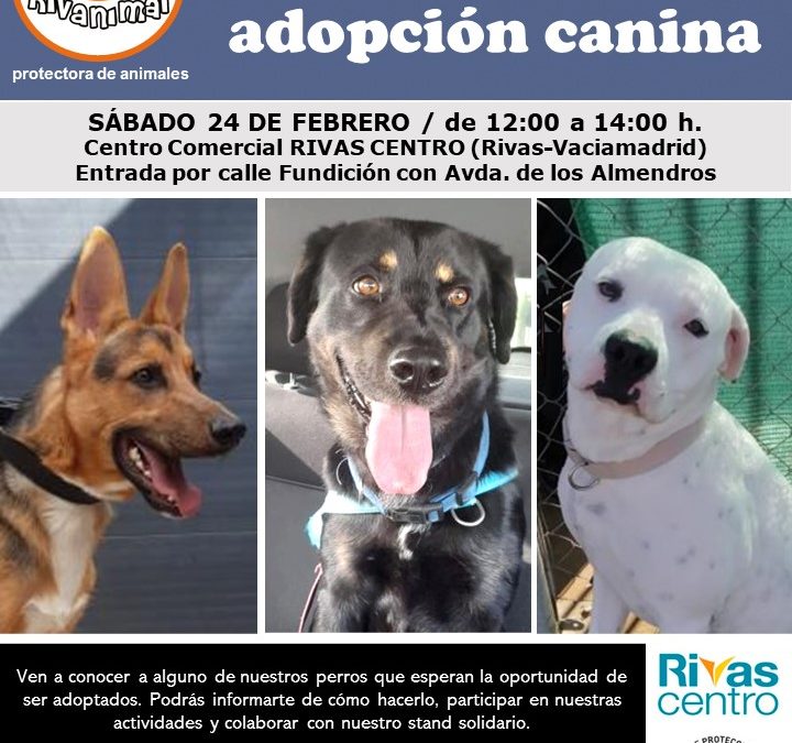 Jornada de adopción canina de Rivanimal en el Rivas Centro