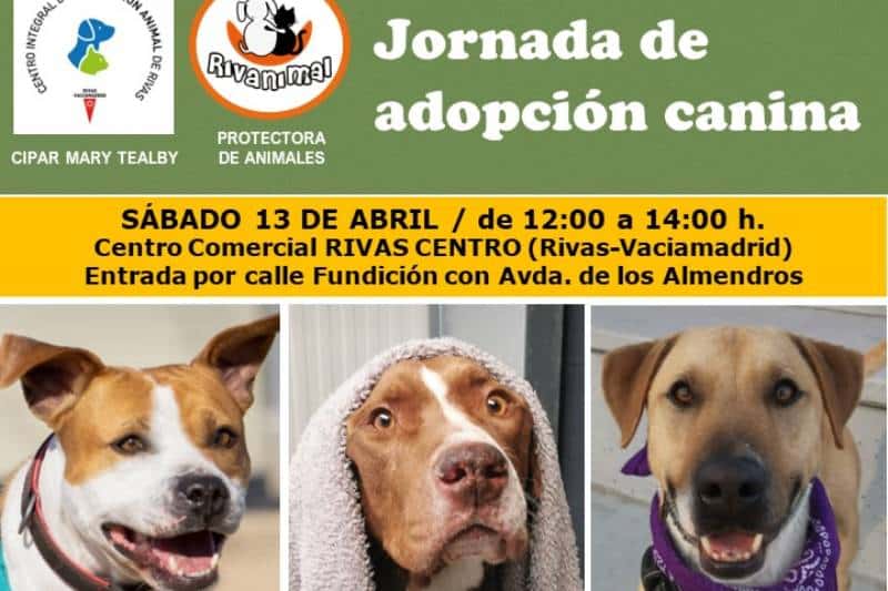Adopción canina de Rivanimal en el centro comercial Rivas Centro