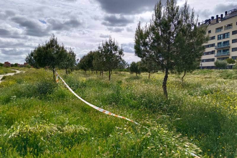 Zona del olivar de La Partija donde brota ‘Allium cyrilli’