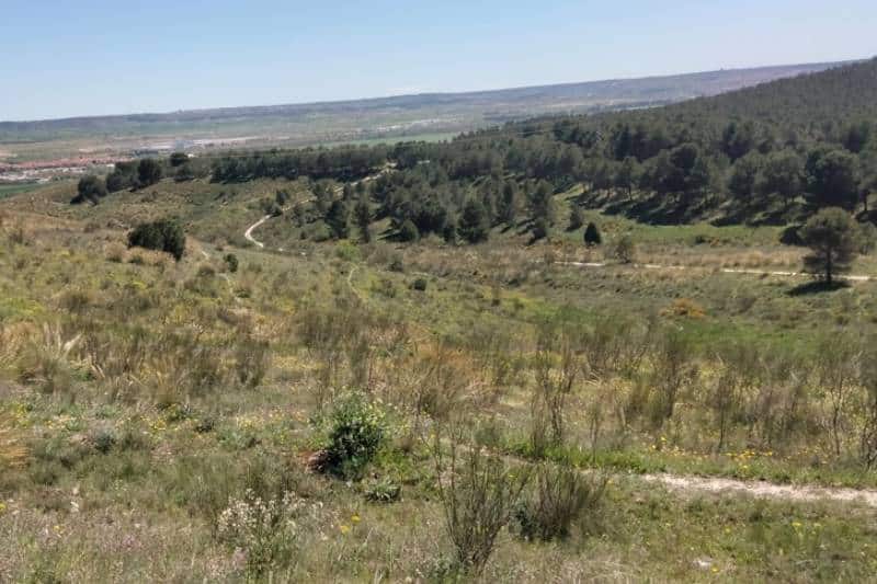 Panorámica del paisaje del parque de Mazalmadrit, con pinares y espacios abiertos